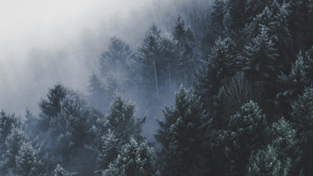 Nebellandschaft aus der Vogelperspektive mit Wald